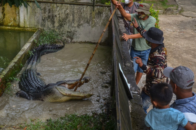 Konopcem uhvatio krokodila od 3,4 metra: Niko ne može da veruje šta je ovaj čovek uradio (VIDEO)