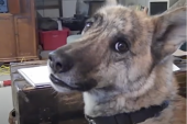 Vlasnik rekao psu da je sve poslastice dao mački: Pogledajte samo njegovu reakciju (VIDEO)