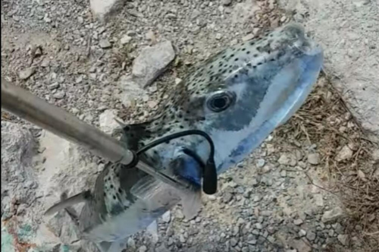 Srbin ulovio veoma opasnu ribu na Kritu: Grci rekli ako ovo upecaš, ne vraćaj nego ubijaj! (VIDEO)
