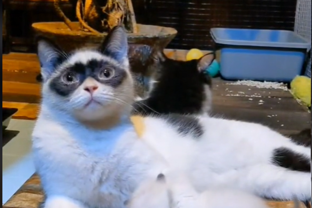 Umiljata mačka postala hit na internetu zbog svoje neverovatne sličnosti sa čuvenim Zorom (VIDEO)