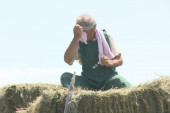 Srpski seljaci jedu hleb sa sedam kora: Za njih ne važe meteo-alarmi, rade i po najvećim vrućinama, a za UV zaštitu nemaju vremena