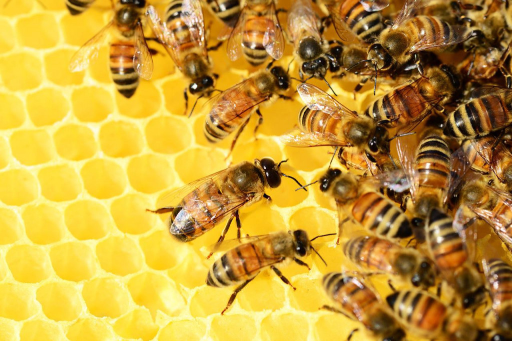 24SEDAM PANČEVO Pčelari organizuju predavanje o preparatima i hemiji u pčelarstvu