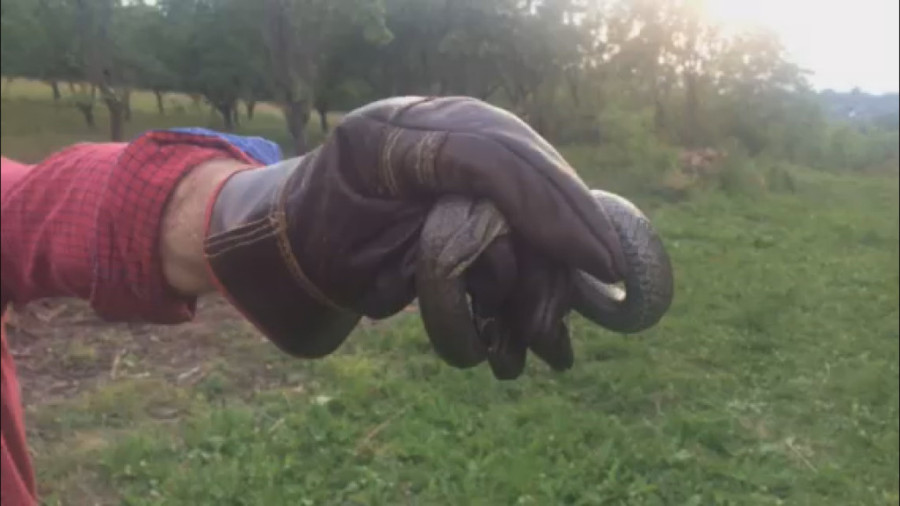 Tri najopasnije zmije koje žive u Srbiji: Najsmrtonosniji je otrov poskoka, a biolog je dao korisne savete ukoliko ih sretnete