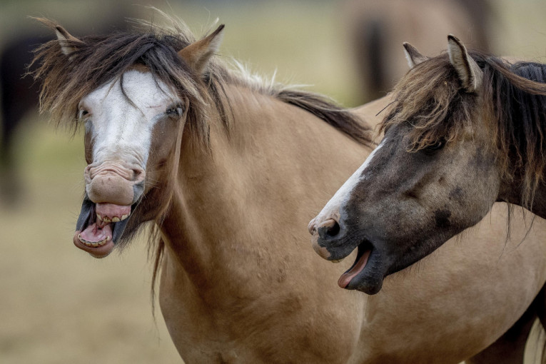 Fotografija koja će vas nasmejati do suza:  Islandski konji uhvaćeni u igri, pozirali i za objektiv! (FOTO)