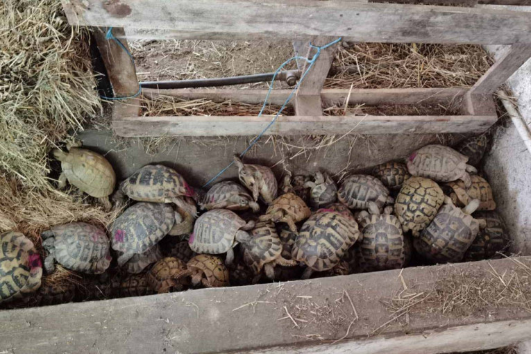 Albanski državljani krijumčarili kornjače: Rutinskom kontrolu u njihovom automobilu pronađena 281 zaštićena vrsta!