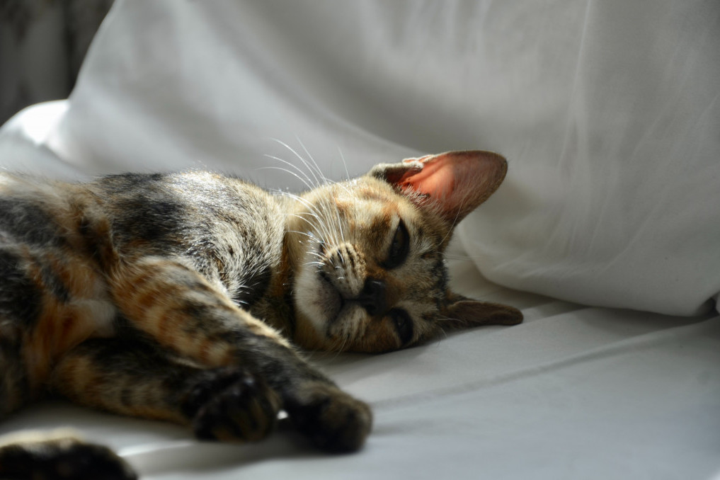 Velike vrućine mogu biti opasne i za njih: Kako prepoznati simptome toplotnog udara kod mačke