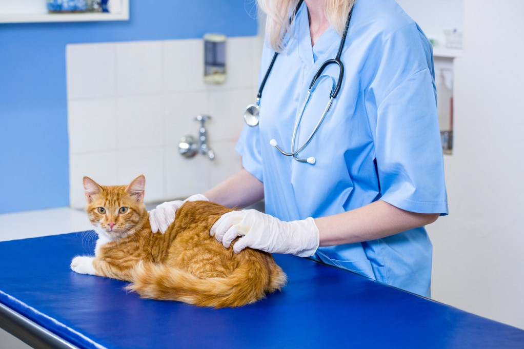 Saveti za posetu veterinaru bez stresa: Kako da umirite vašeg kućnog ljubimca