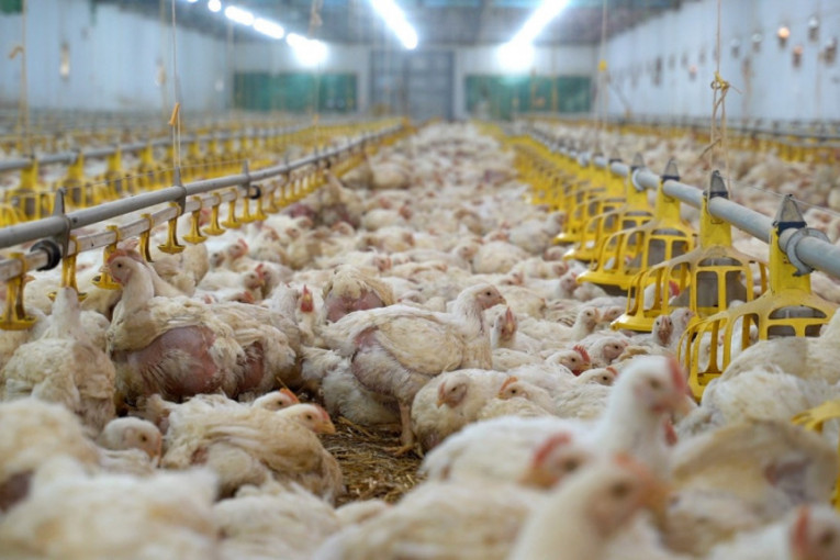 Holandija primorana da uništi više od 200.000 pilića zbog ptičijeg gripa