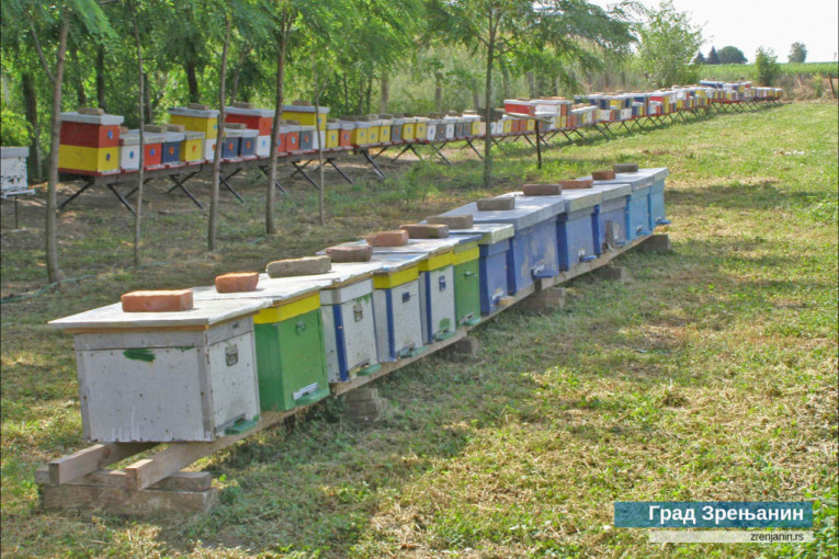 24SEDAM ZRENJANIN Grad podstiče mlade na selu da se bave pčelarstvom - javni poziv otvoren do 6. juna