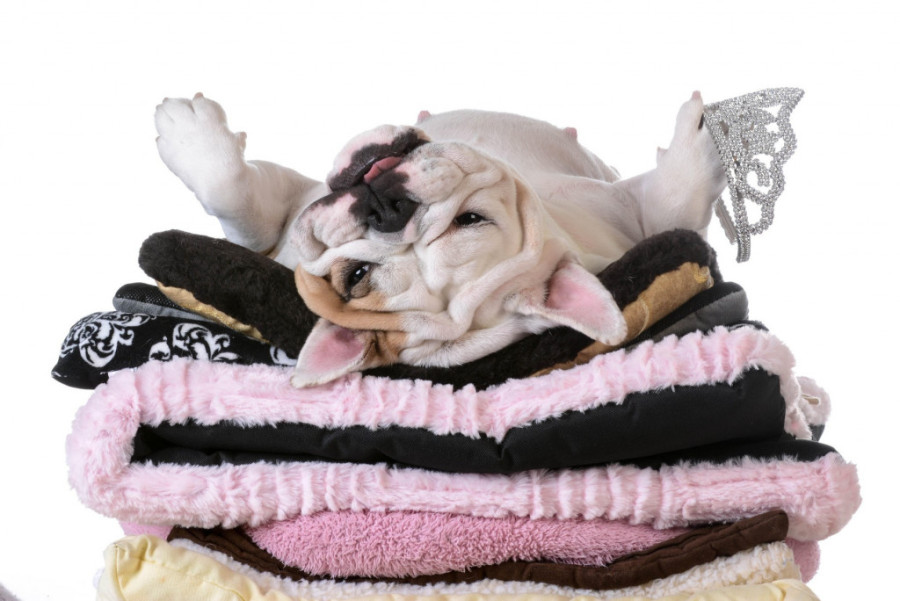 Tražite mirnog psa? Ovo su rase koje više od svega vole da se odmaraju i leškare na kauču