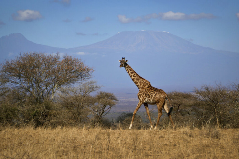 Žirafa ubila dete u nacionalnom parku, majka u kritičnom stanju