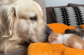 Prizor koji će rastopiti i najtvrđa srca: Prvi susret zlatnog retrivera sa mačićima je nešto što obavezno morate da pogledate (VIDEO)