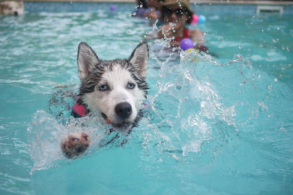 Da umreš od smeha: Pas pokušava da nagovori vlasnicu da uđe u bazen, snimak sa osam miliona pregleda (VIDEO)