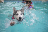 Da umreš od smeha: Pas pokušava da nagovori vlasnicu da uđe u bazen, snimak sa osam miliona pregleda (VIDEO)