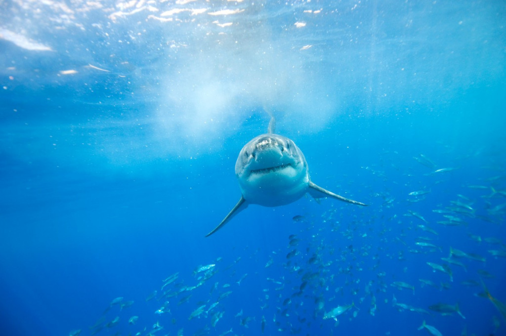 Svi se plaše ajkula, a one su na ivici izumiranja, i to zbog jedne supe! Mračna tajna kineskih specijaliteta (VIDEO)