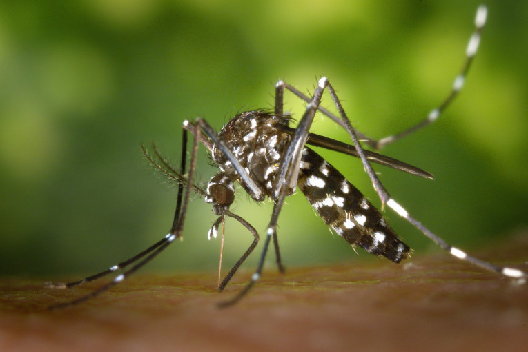24SEDAM NEGOTIN Najava tretiranja protiv komaraca