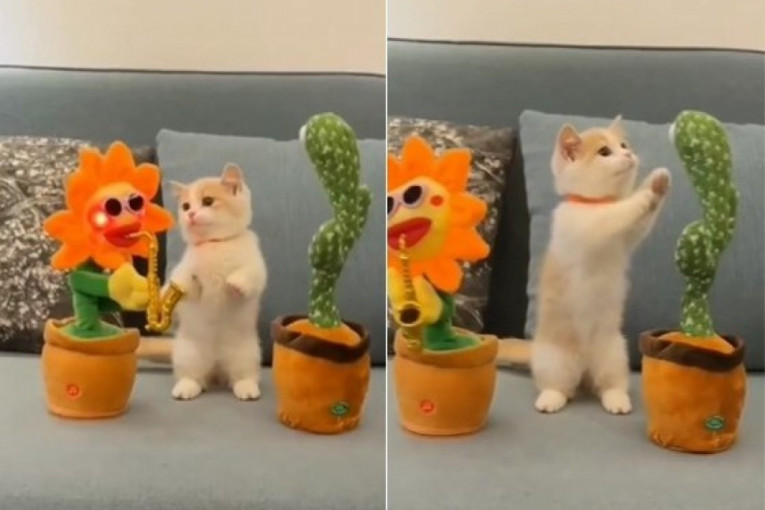 Kaktus je zaigrao, a suncokret i zasvirao: Ova mačka nije znala šta ju je snašlo (VIDEO)