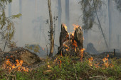 Kanadi stiže pomoć zbog velikih požara: Vatrogasci širom sveta gase vatru koja guta velike površine šuma