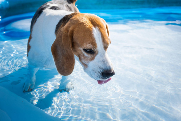 Vaš pas obožava da pije vodu iz bazena? U nekim slučajevima je to okej, a nekada bi brzinski trebalo da odreagujete