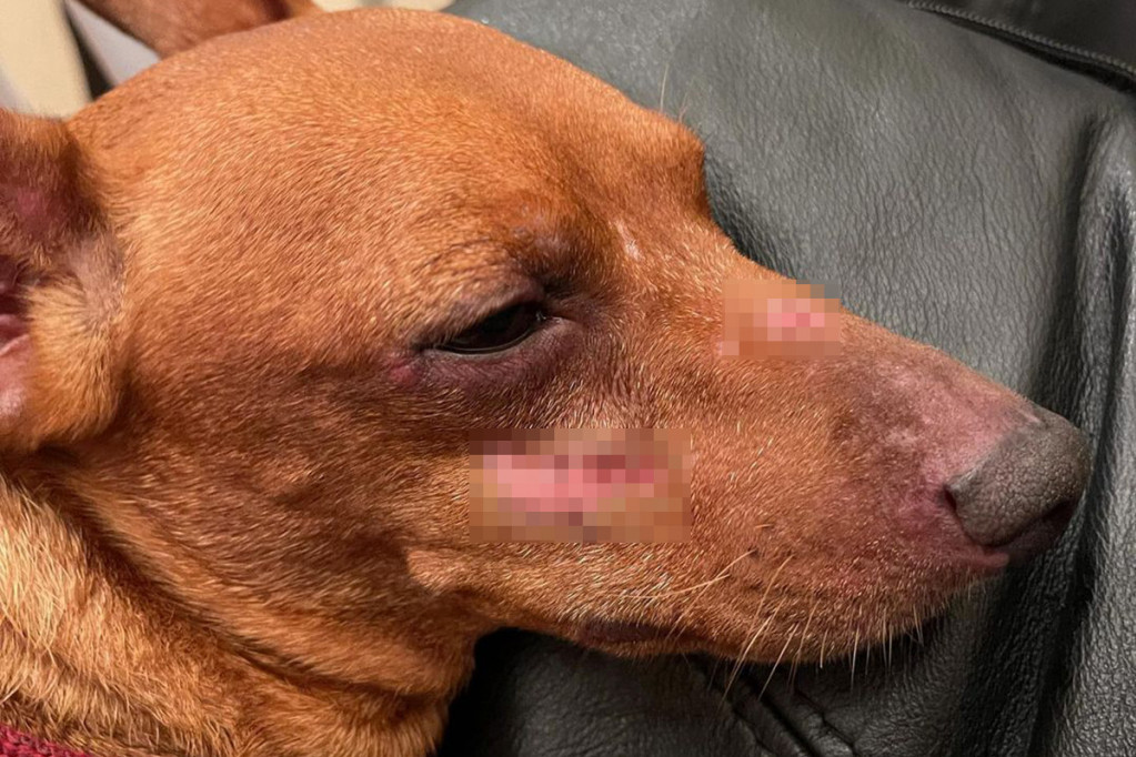 Vlasnica psa zatekla svog ljubimca u ranama: Odnela ga zdravog u pansion za čuvanje, a potom ga zatekla izranjavanog! (FOTO)