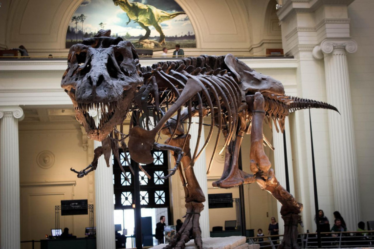 "Triniti" na aukciji u Švajcarskoj: Cena skeleta praistorijskog dinosaurusa dostići će 9 miliona dolara!