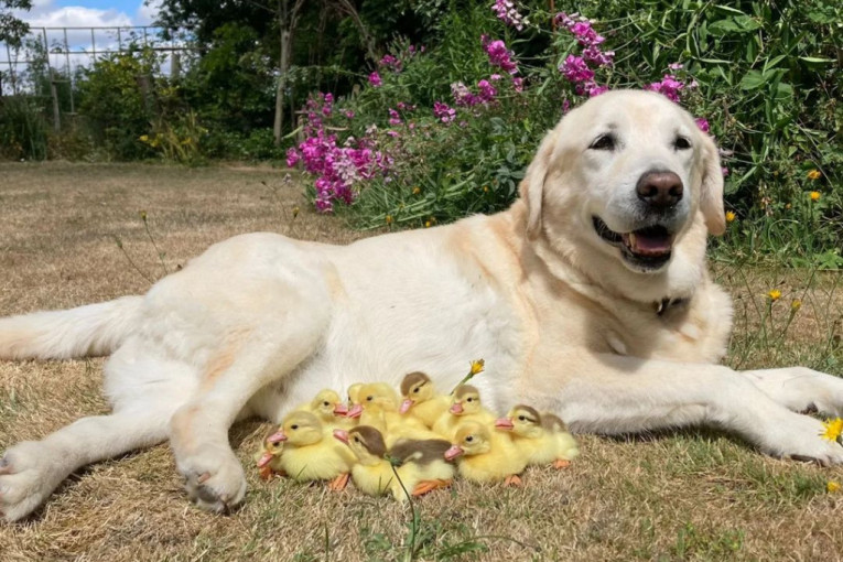 Pseći hranitelj: Labrador Fred preuzeo brigu o 15 pačića koje je napustila mama (FOTO)