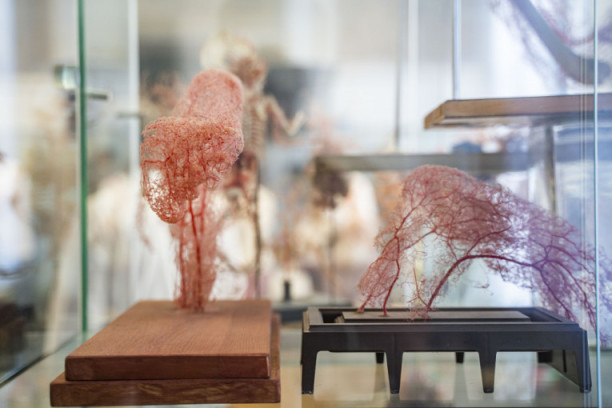 Kako je otisak glave čuvene špijunke Mata Hari dospeo u Beograd: 24sedam u poseti Muzeju anatomije (FOTO)