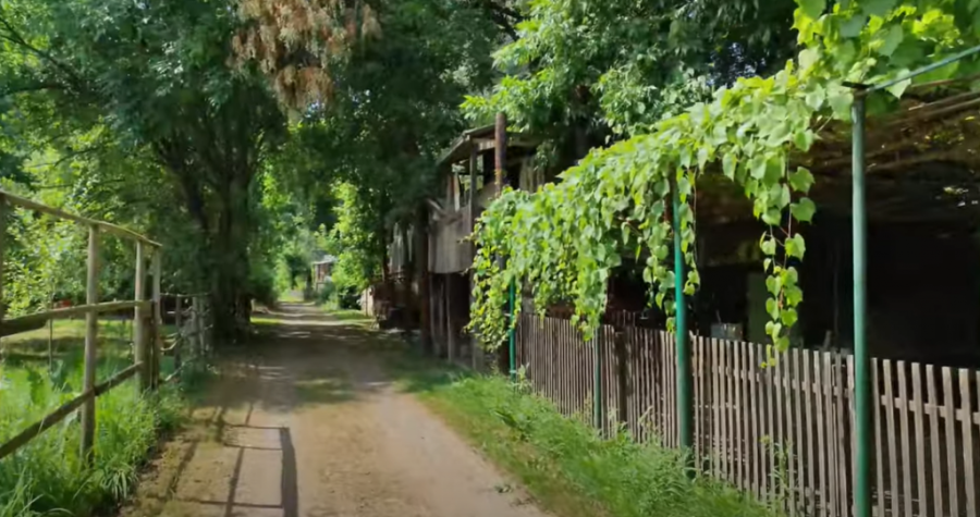 Amazon usred Beograda: Ako volite prirodu uživajte u pešačkim turama na velikom ratnom ostrvu