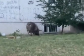 "Nju baš briga za cenu!": Ogromna svinja viđena u delu Beograda gde kvadrat košta više od 2.000 evra! (VIDEO)
