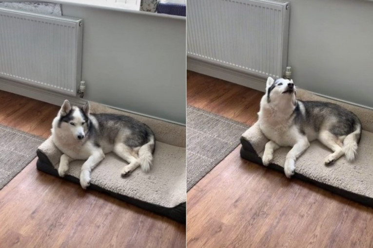Vlasnica dobila "suludu" ideju da svog psa izvede napolje, a njegova reakcija je postala pravi hit na internetu (VIDEO)