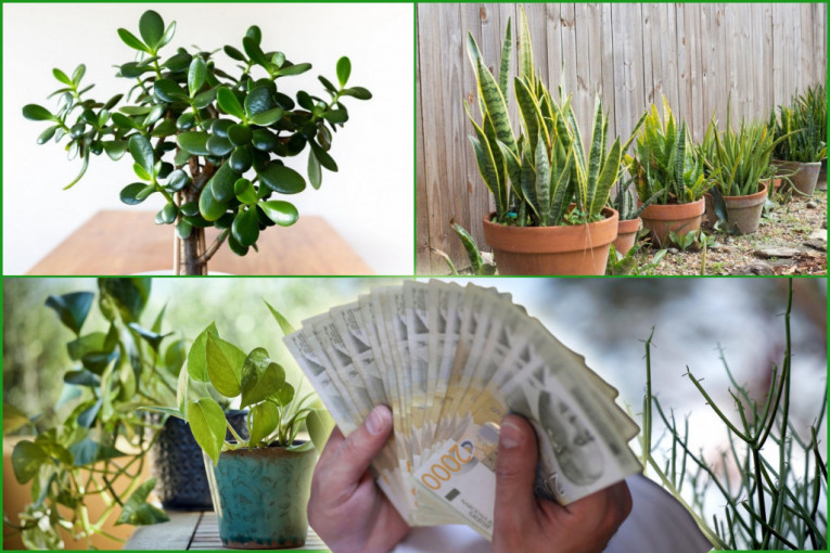 Pljuštaće pare: Stavite ovih pet biljaka u kancelariju i finansijski problemi postaju prošlost