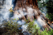 Vatra preti najstarijem drveću na svetu: Požar se proširio pet puta tokom vikenda, ugrožena sekvoja stara 3.000 godina (FOTO/VIDEO)