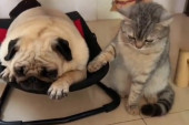 Pas u frižideru, mačka ljulja buldoga: Zbog ovih pet scena smejemo se celog jutra, a i vi ćete uskoro (VIDEO)