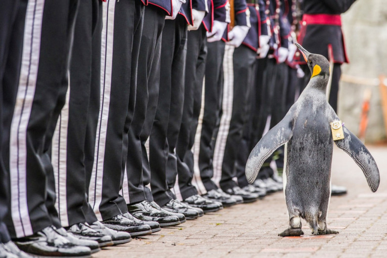 Da li ste čuli da je jedan pingvin unapređen u pukovnika, a jedan mačak u gradonačelnika?