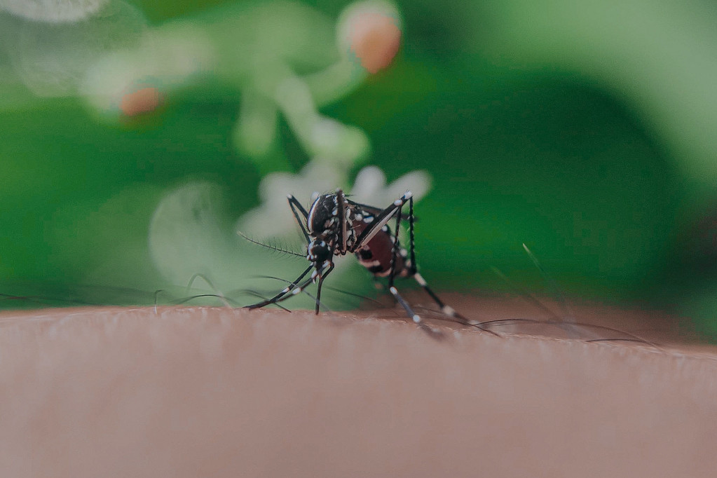 24SEDAM RUMA U sredu počinje tretman suzbijanja komaraca