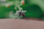 Da li znate zašto komarci zuje?