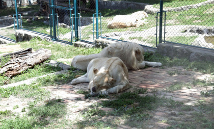 Horor u zagrebačkom Zoo vrtu: Lav ubio lavicu!