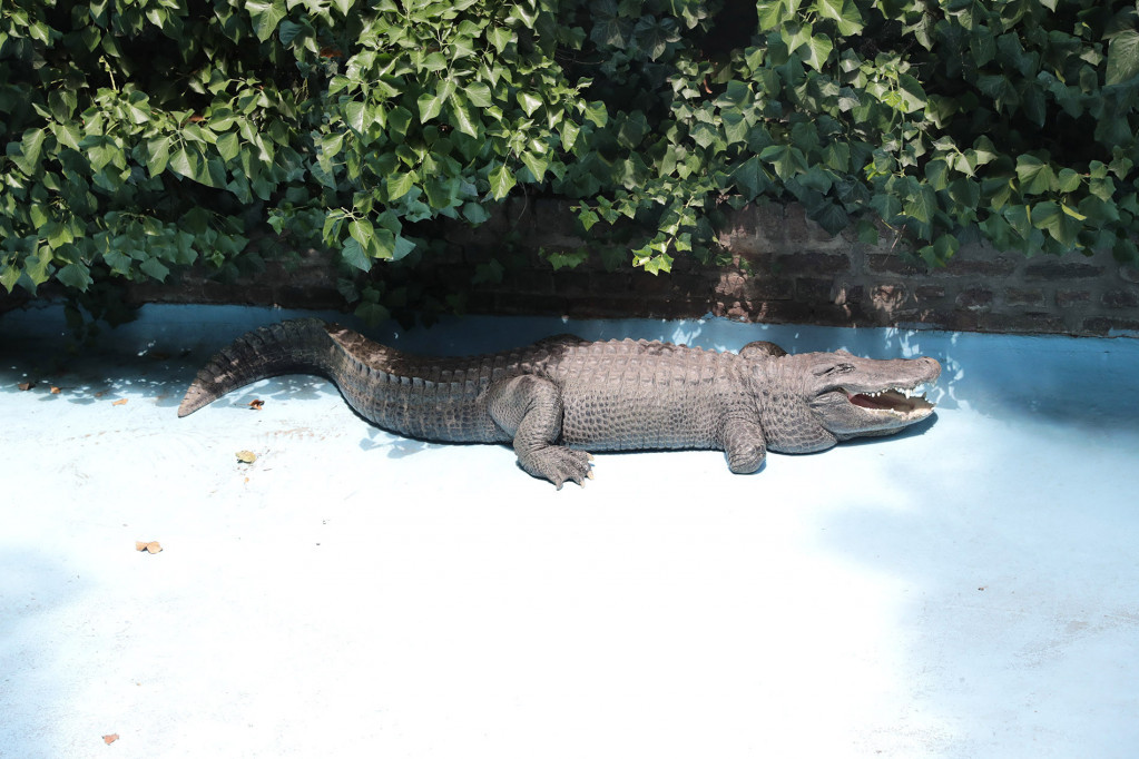 Užas i jeza! Ženu ubio aligator: Držao njeno telo u čeljustima i nije hteo da je pusti!