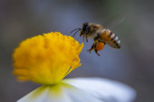 Da li znate kako pčele prave med?