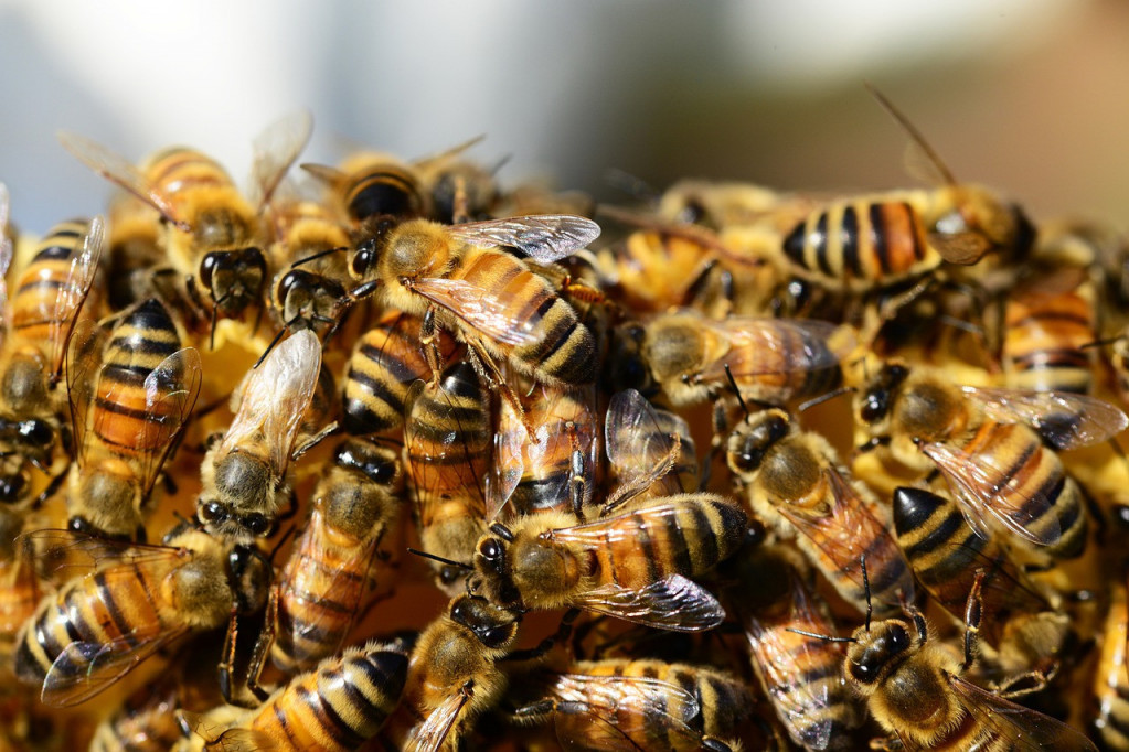 Divlje pčele preplavile Beograd! Više od 1.000 kolonija registrovano u prestonici, ljudi nisu svesni gde ih sve ima (FOTO)