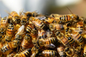 Penzionera napao roj pčela: Umro na gradskom trgu