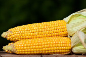 Kukuruz zamenio pšenicu: U Novom Sadu nastavljen pad cena hrane
