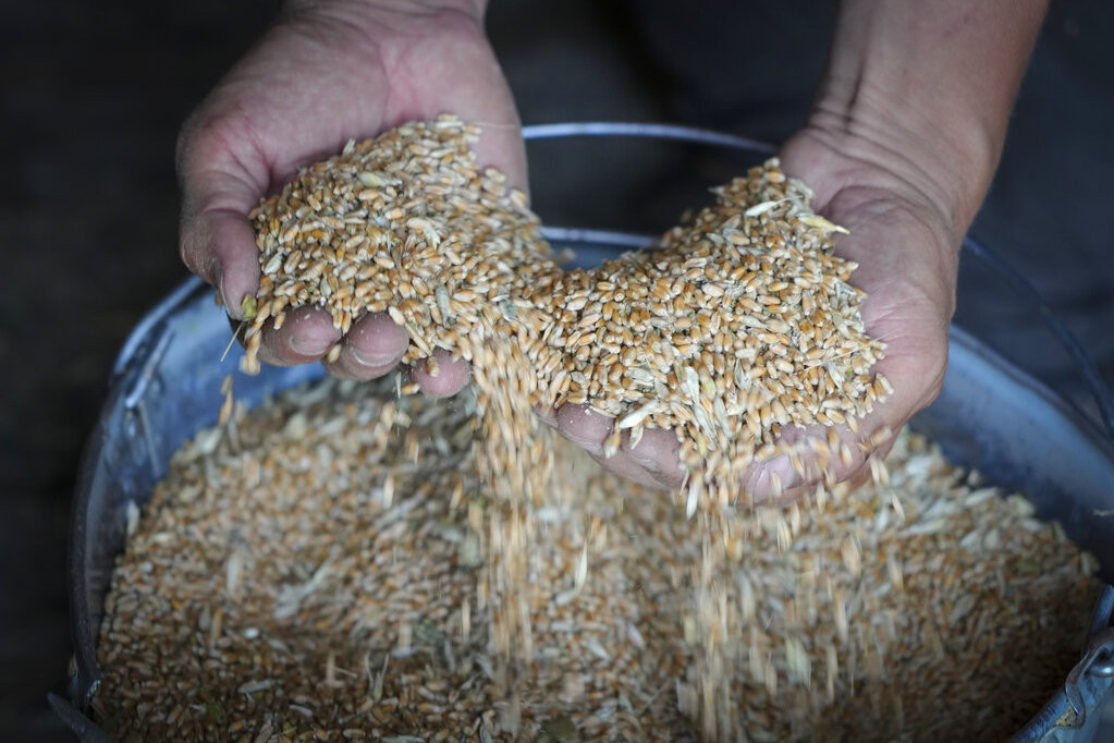 Pusto na Produktnoj: Kukuruz stabilne cene, pšenica malo skuplja