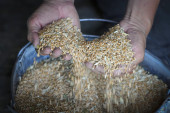 Mrtvilo na Produktnoj berzi: Prepolovljena trgovina, pšenica traženija od kukuruza