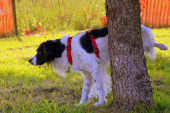 Nova "mera" na Siciliji: Vlasnici pasa će morati da rade i ovo za svojim ljubimcima!