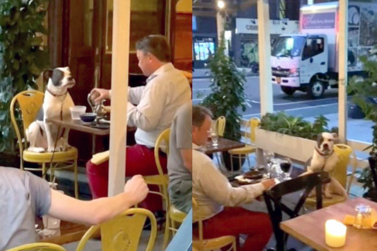 Večera za dvoje: Devojka snimila psa i njegovog vlasnika u restoranu, a prizor će vam izmamiti osmeh (VIDEO)