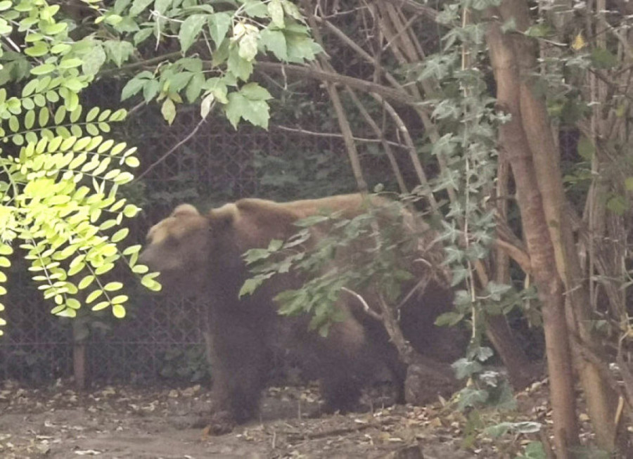 Bračni par iz Izraela oduševljen Srbijom: Imali blizak susret sa medvedima, a za Pirot kažu da je - mali Jerusalim!