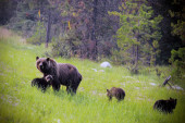 Priroda i životinje zbunjeni: Medvedi u Karpatima prekidaju zimski san - ovo je glavni razlog!