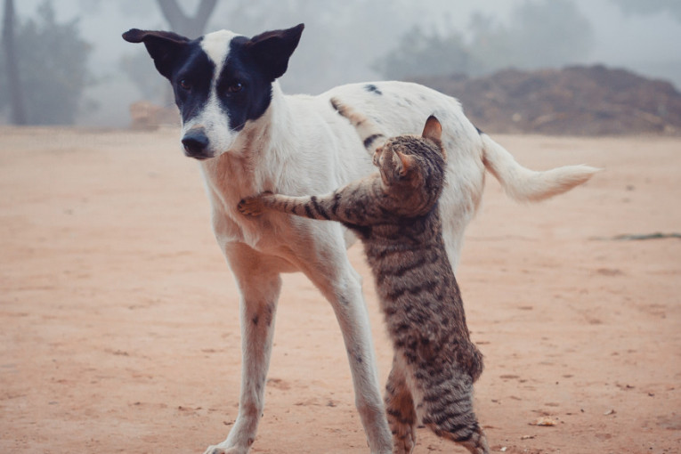 Snimci za lepo jutro: Mačka i pas mogu da se obožavaju i da budu super tandem