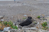 Đenova na udaru divljih svinja! Jedna je napala ženu dok je bila na plaži, turisti u strahu